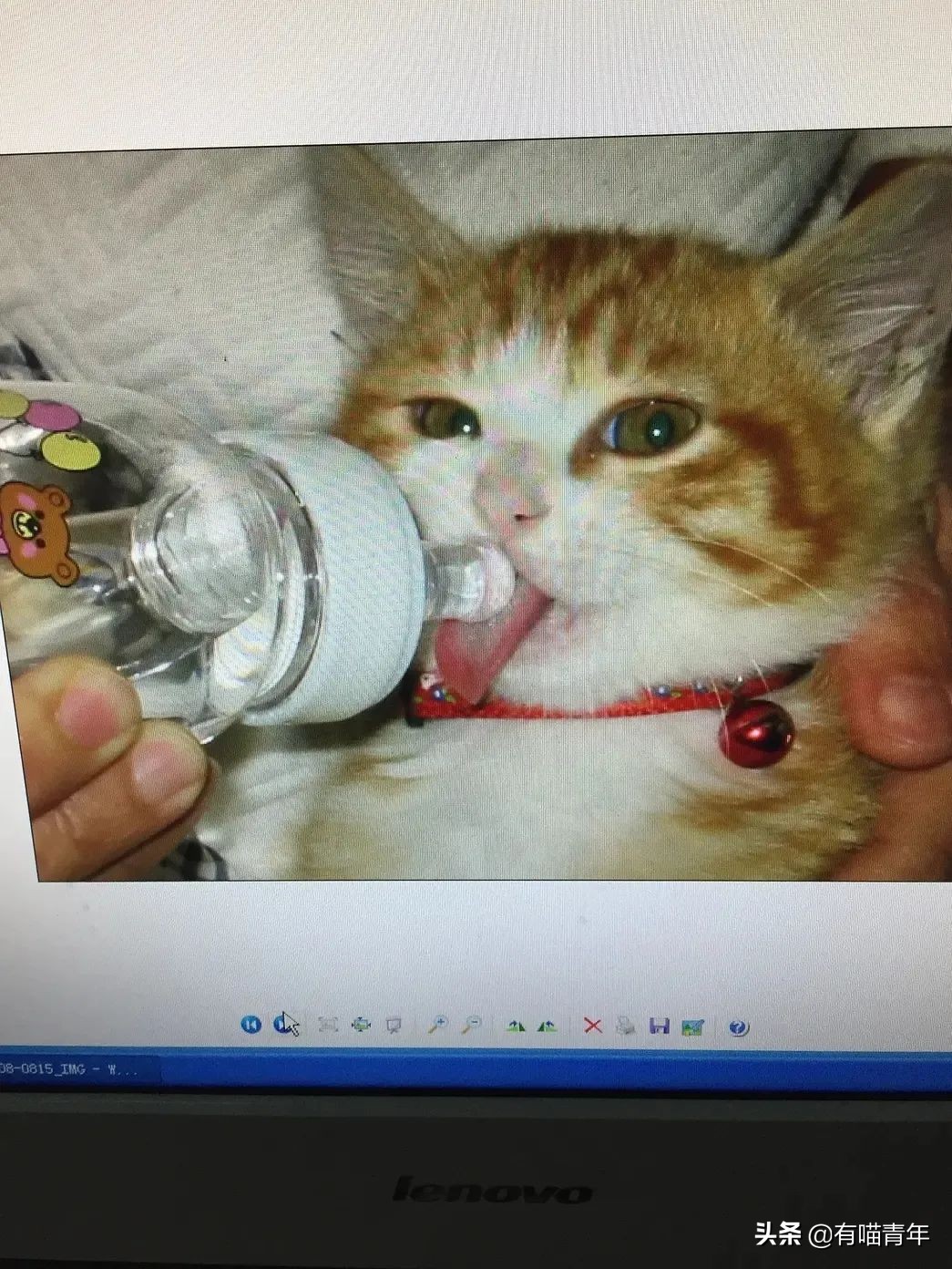 橘猫为什么是魔鬼,橘猫的恐怖之处