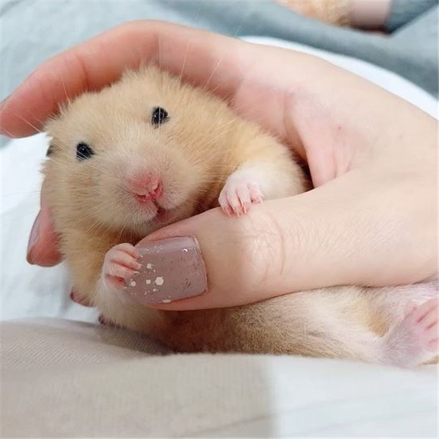 仓鼠玩累了倒头就睡,为确保鼠鼠睡眠充足,还请饲主“手下留情”