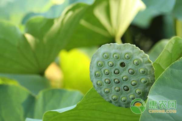 莲子怎么采摘,莲子怎么种植需要晒干么