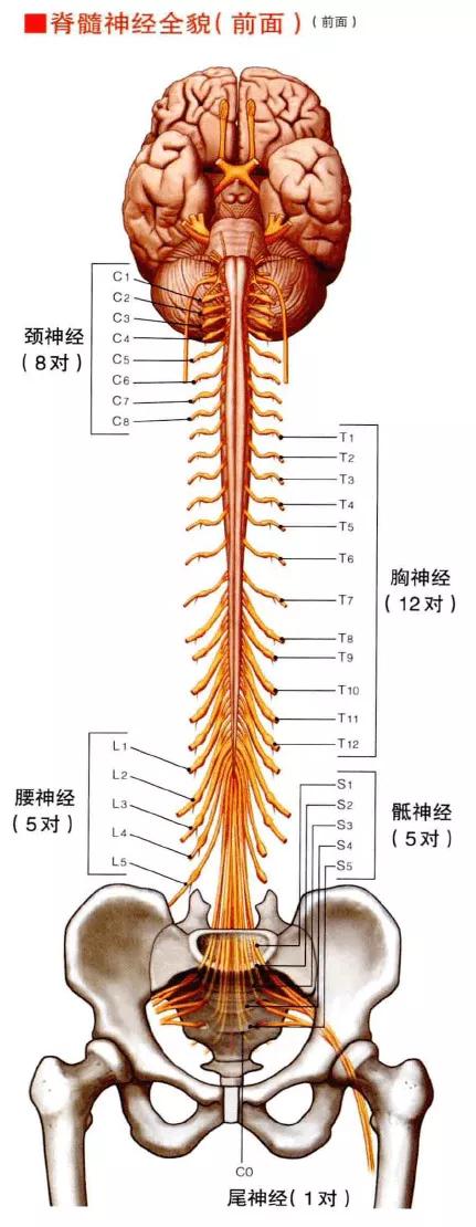 颈椎腰腿痛治疗手法,老中医治疗颈椎腰腿疼