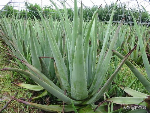 粤西茂名市十大暴利种植药材,十大暴利种植行业排行第一