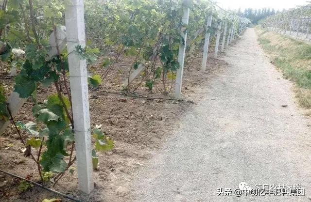 葡萄果穗上有药斑怎么办,葡萄果发黑是什么病害