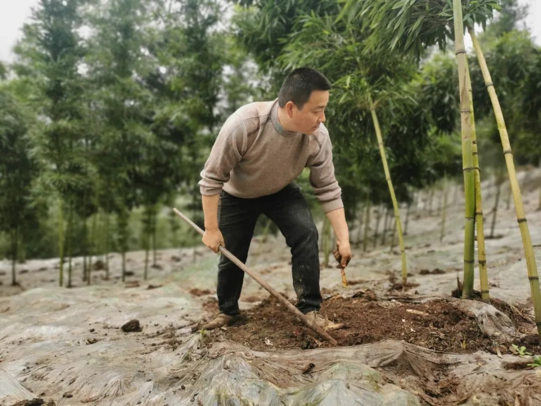 四月天山上春笋鲜,人间四月天春笋鲜