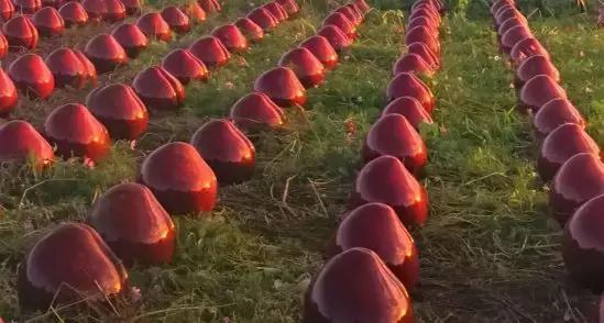 双流哪里可以赏花看飞机,双流附近赏花攻略路线