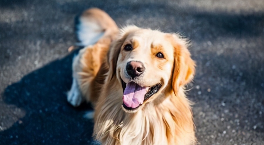 戈赞：狗狗肉垫负伤应该怎么治疗？