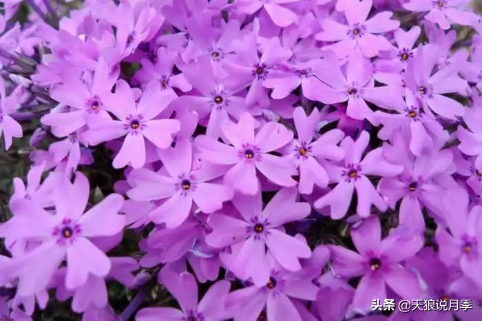 盘点每个世界第一关最强的植物,有哪些可以卡无敌的植物