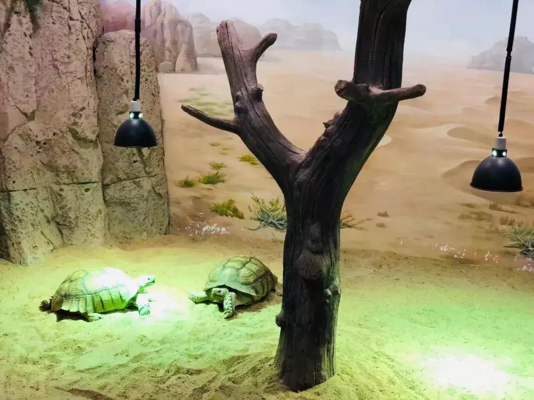 郑州奥林匹克公园萌宠乐园,郑州萌宠乐园长什么样子