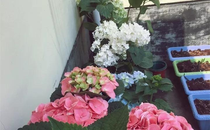 刚买的花，发蔫落苞加黄叶！为什么呢？多半是放错了位置