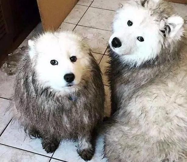 喜欢萨摩耶的人,喜欢萨摩耶的人是什么性格