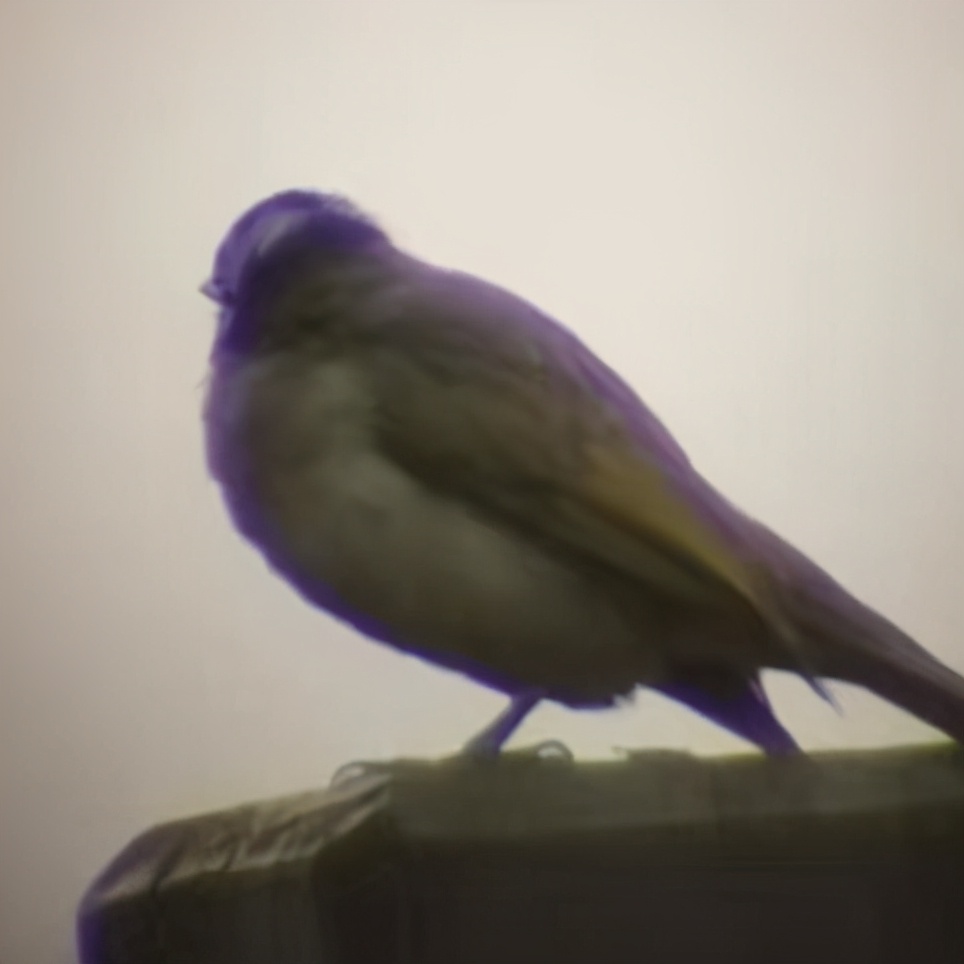 望远镜ed镜片与普通镜片的区别 (真正的ed镜片的望远镜有哪些)