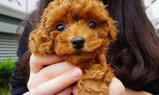 泰迪舔人的“5大秘密”，并不是喜欢你才舔你的