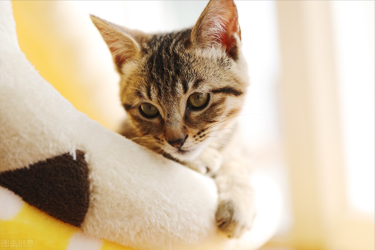 涓崕鐢板洯鐚彜浠ｇ殑闆呯О鏈夊濂藉惉,甯歌鐨勪竷绉嶄腑鍗庣敯鍥尗闆呯О