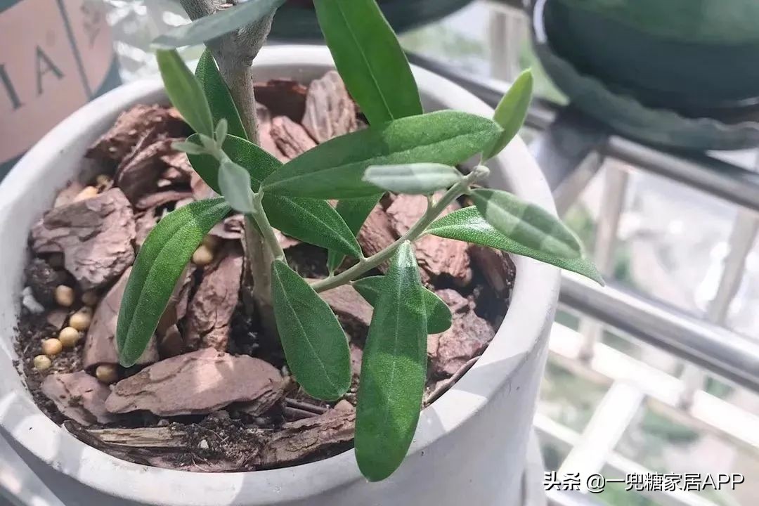 开花植物店铺推荐,适合店铺开花植物