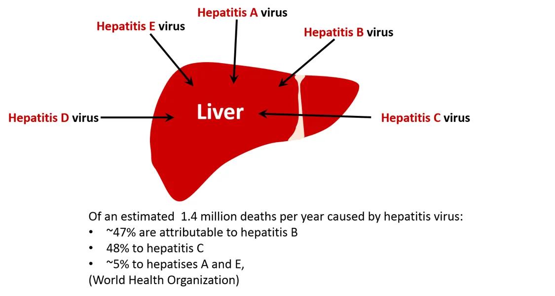 乙肝大三阳吃药抗病毒能治愈吗,乙肝大三阳抗病毒治疗多久能转阴