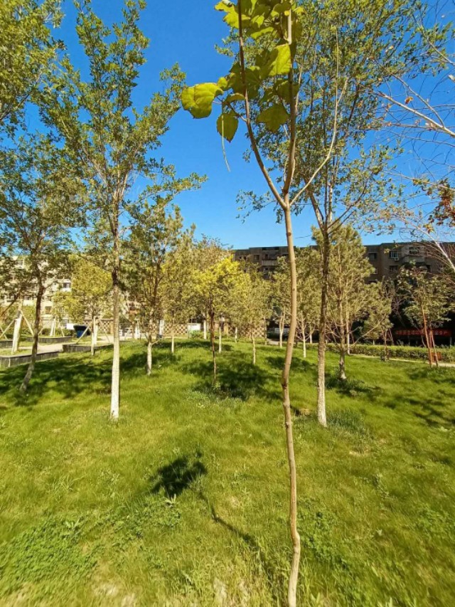 绿地城二期绿化乌鲁木齐,乌鲁木齐中海万锦公馆绿化环境