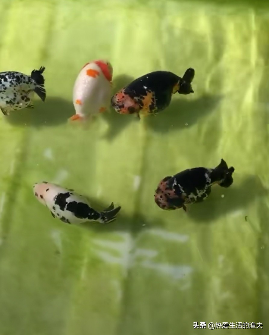 怎么养金鱼金鱼才能活得更久,怎么养金鱼但金鱼不死