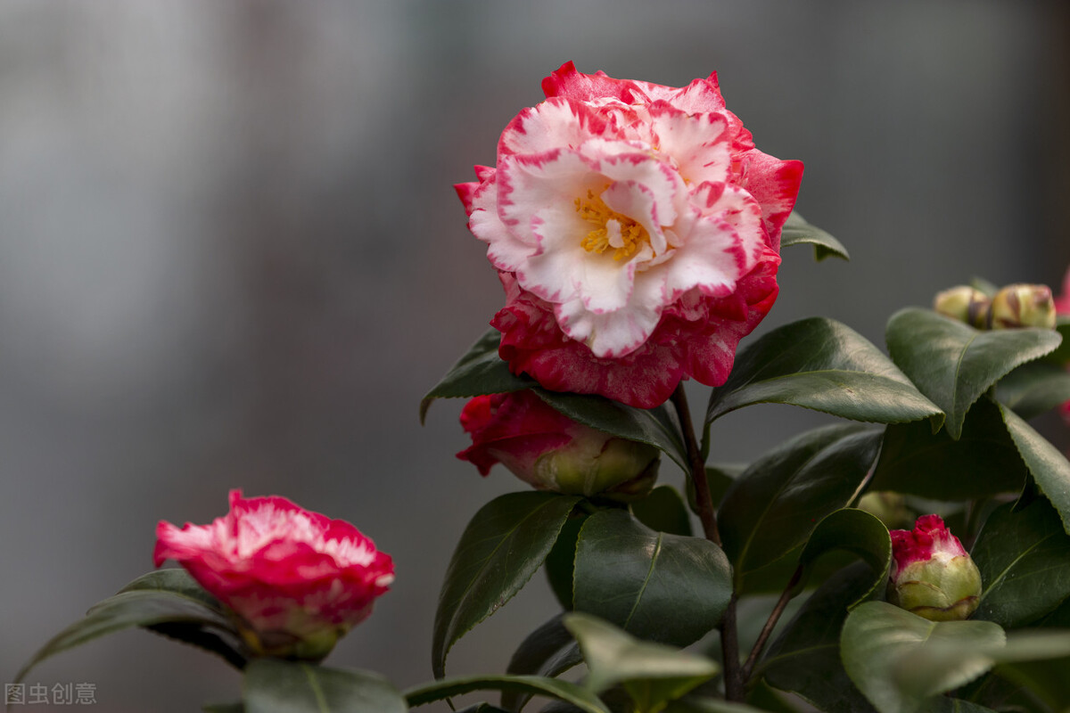 适应在室内养的十种花,天气变凉了花要搬到屋里来吗