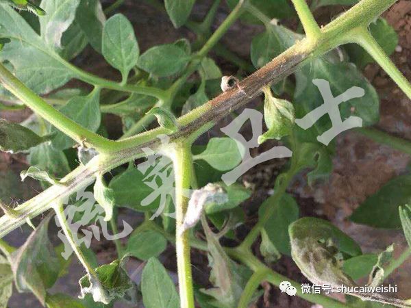 番茄细菌性斑点病图片,番茄细菌性褐斑病怎样治疗