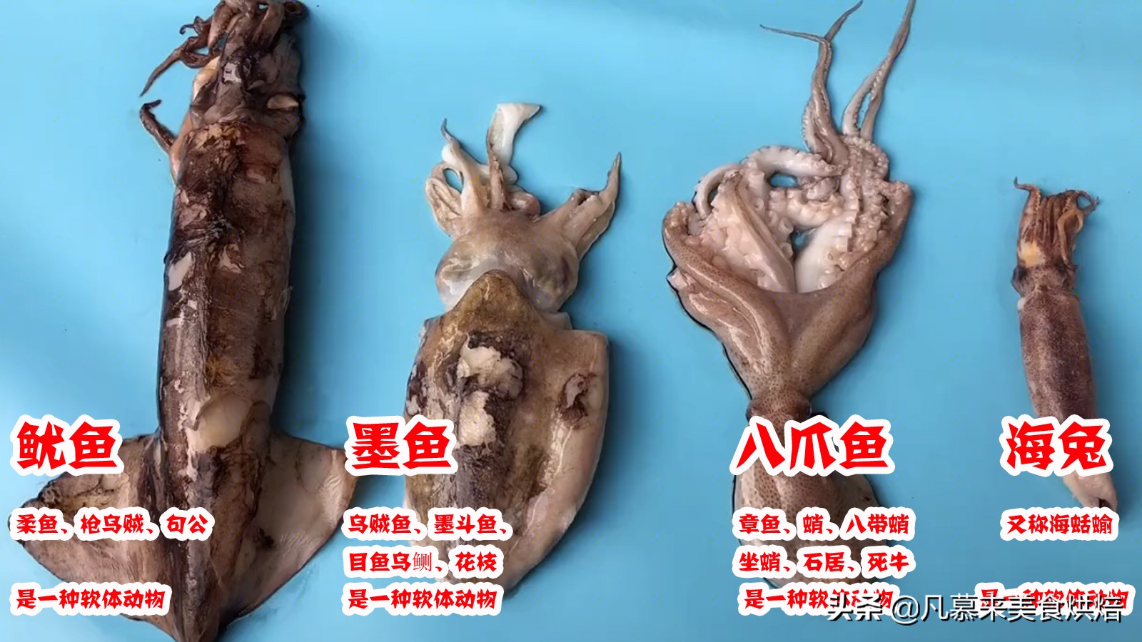 海兔八爪鱼墨鱼鱿鱼的区别,鱿鱼海兔八爪鱼三者之间区别