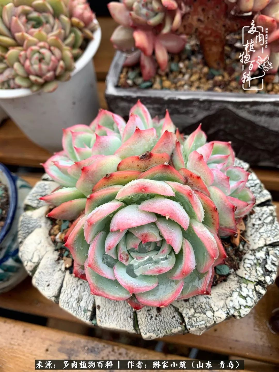 多肉冬季搬进屋里前需要浇水么,多肉过冬