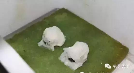 龟产蛋需要准备什么,龟产蛋后怎么护理