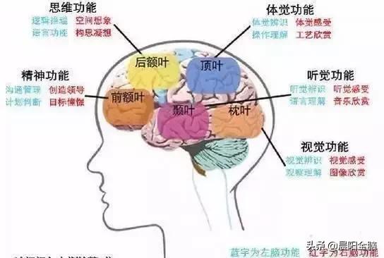 如何锻炼右脑想象力,锻炼左手开发右脑