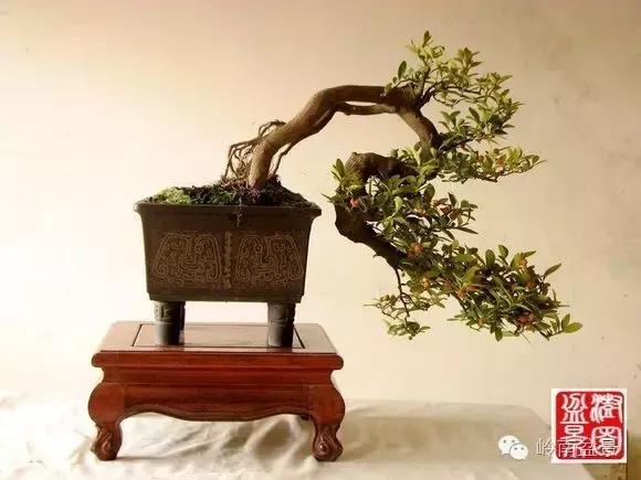 高桩金豆盆景大全,金豆双杆文人盆景欣赏