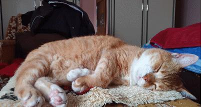 猫咪睡觉的时候发抖打颤怎么回事,猫咪睡觉频繁发抖打颤是怎么回事