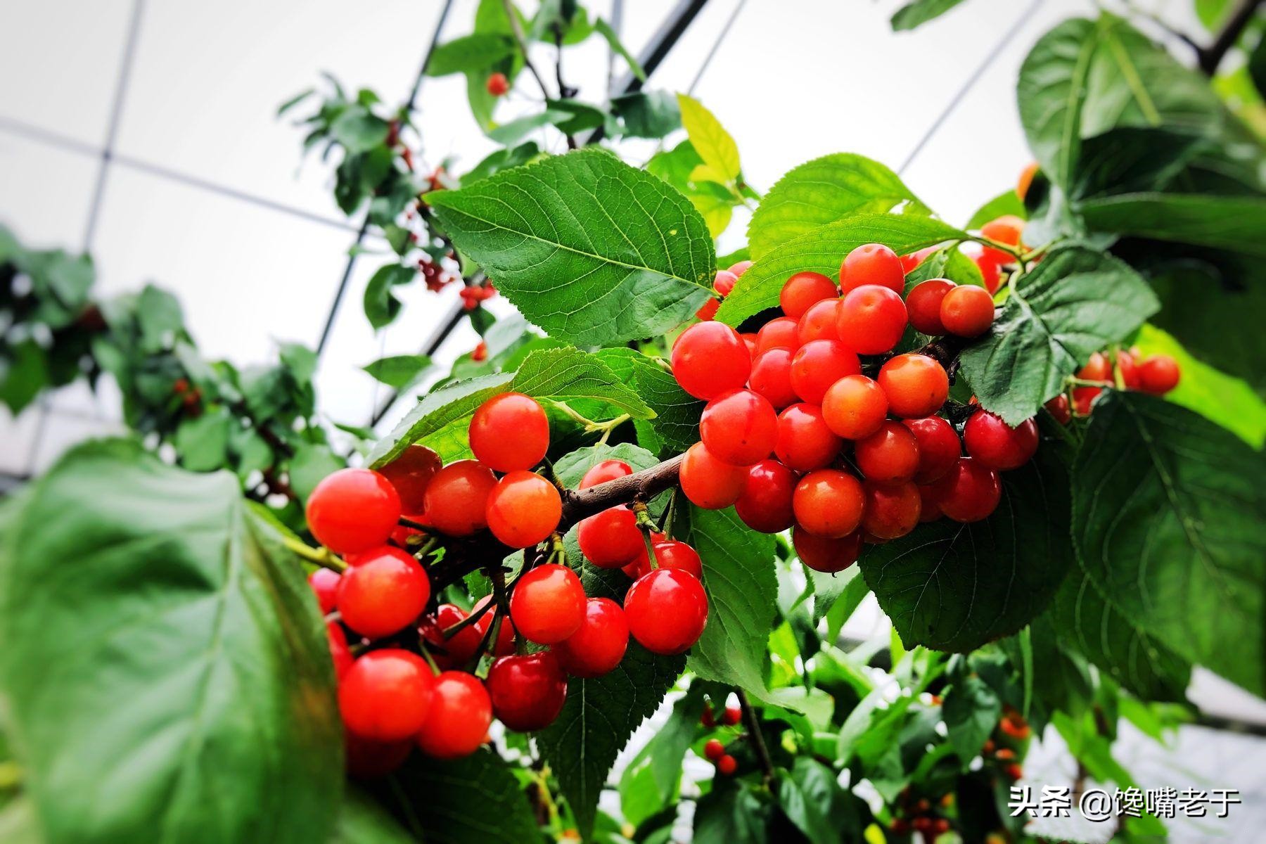 惊蛰当季水果蔬菜,惊蛰节气吃什么水果比较养生