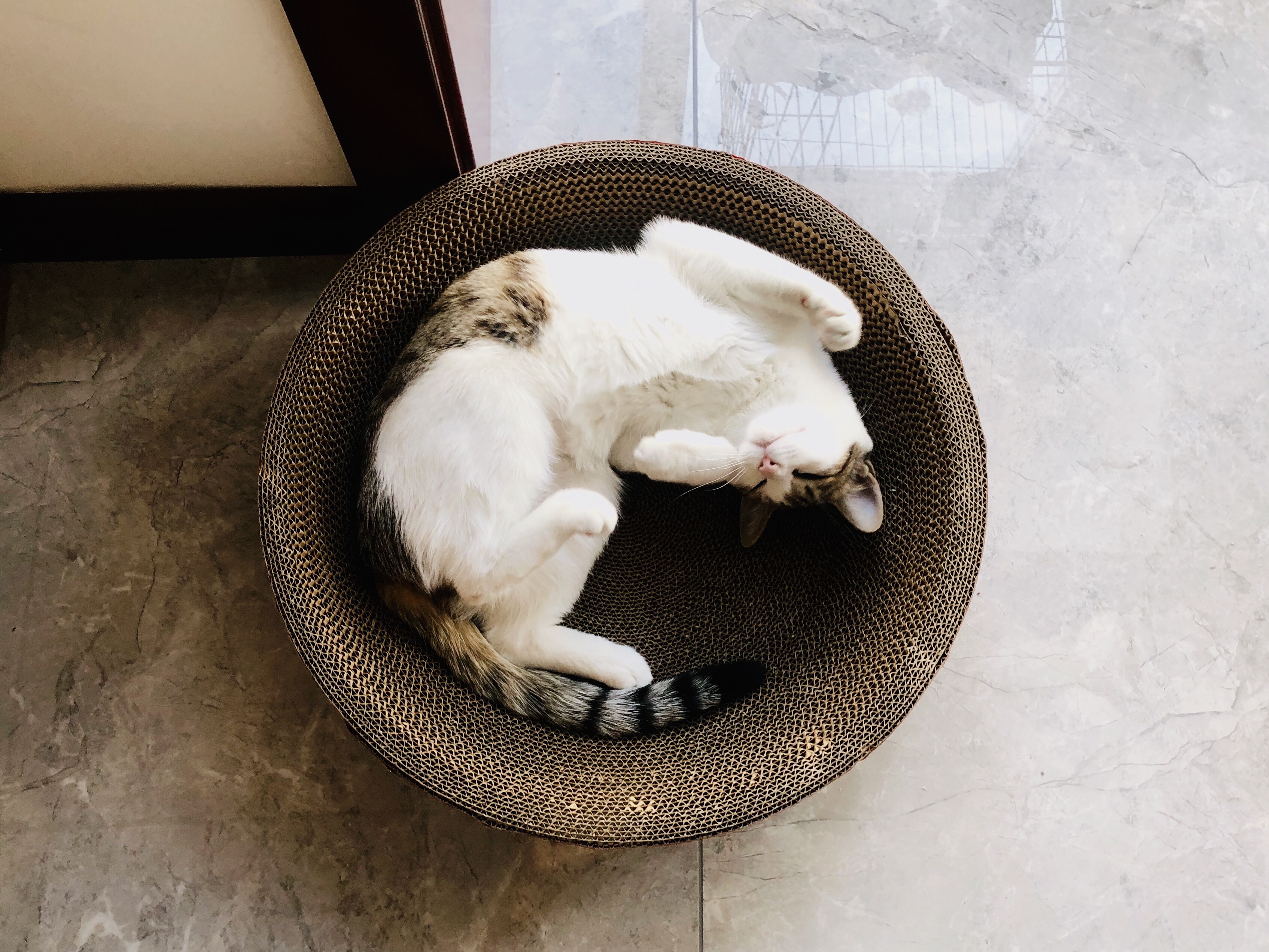 猫最好用什么猫窝,各种猫窝的视频大全