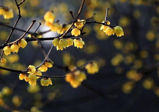 蓉城望江梅花,蓉城腊梅正飘香