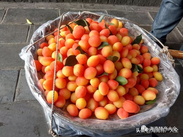 金西梅水果五颜六色,金西梅网红介绍