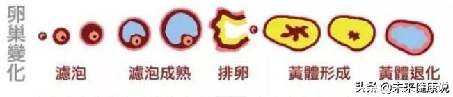 左下腹疼痛女性可能是黄体破裂吗,女子腹痛黄体破裂