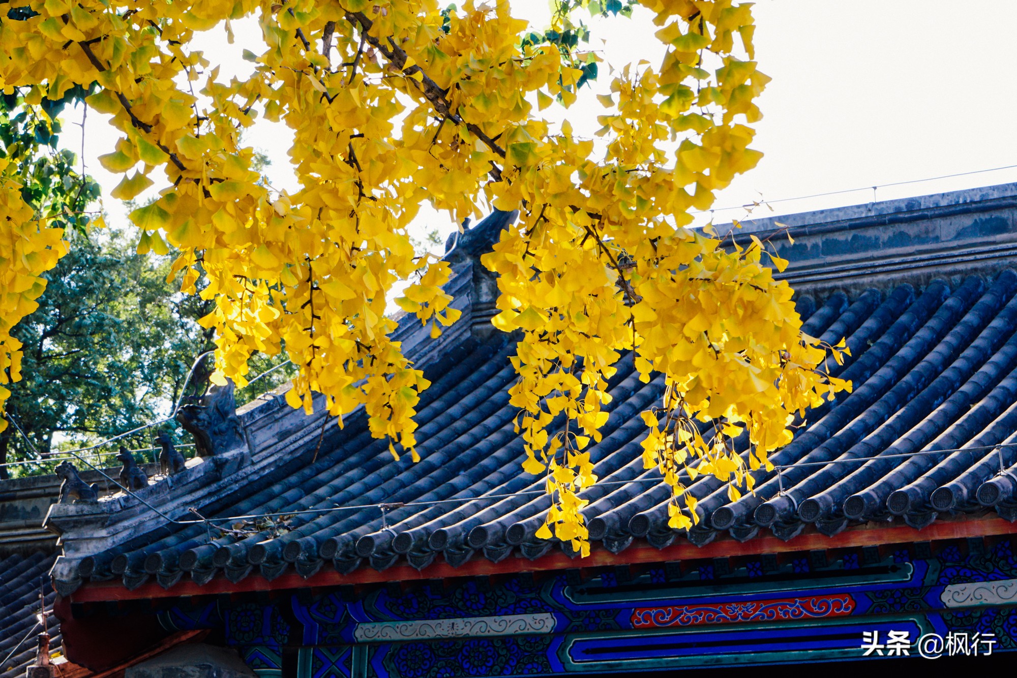 北京18个看银杏的好地方在哪,北京八大处看银杏攻略