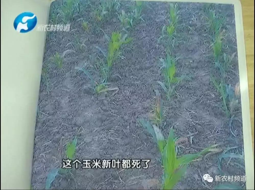 玉米除草剂药害玉米减产吗,玉米受药害减产吗