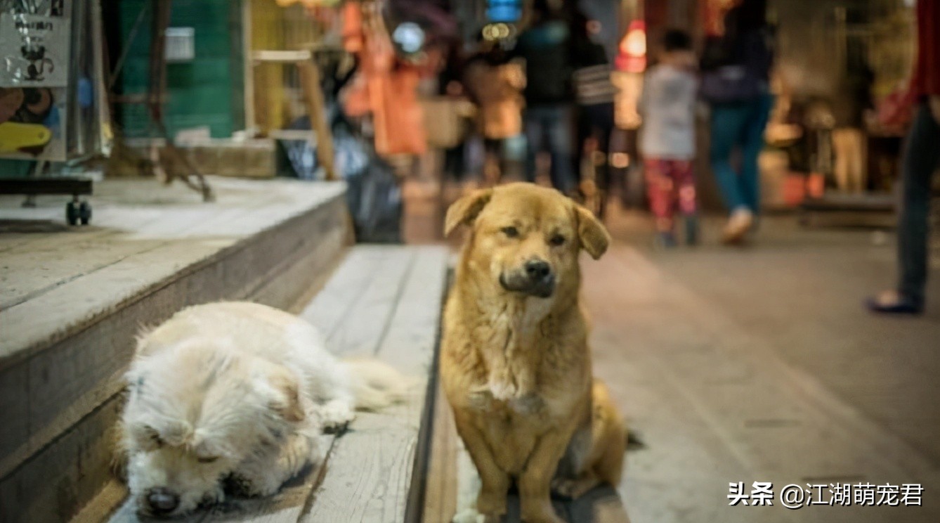 狗狗被遗弃的原因是什么,狗狗被遗弃了还能自己回来吗