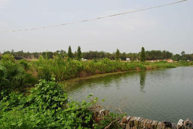 怎么给观赏鱼投喂饲料,观赏鱼投喂活食