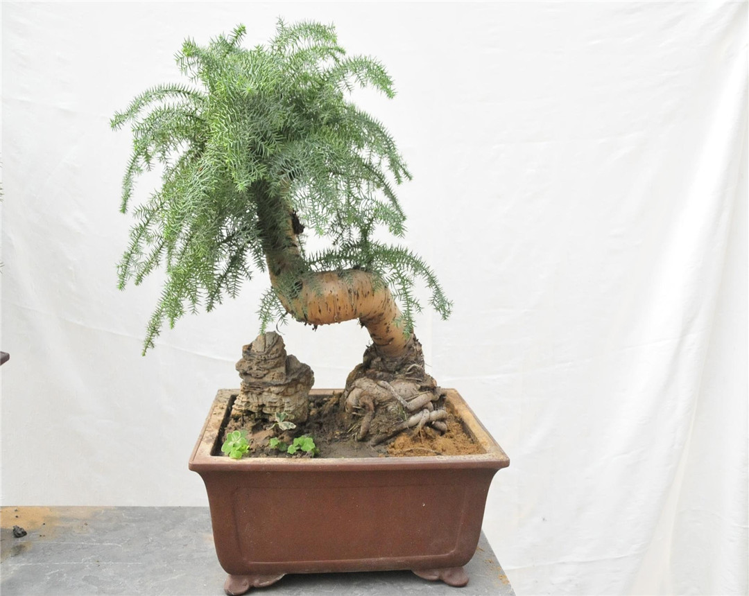 烟灰当肥料放哪种花最好,烟灰可以直接做花肥吗