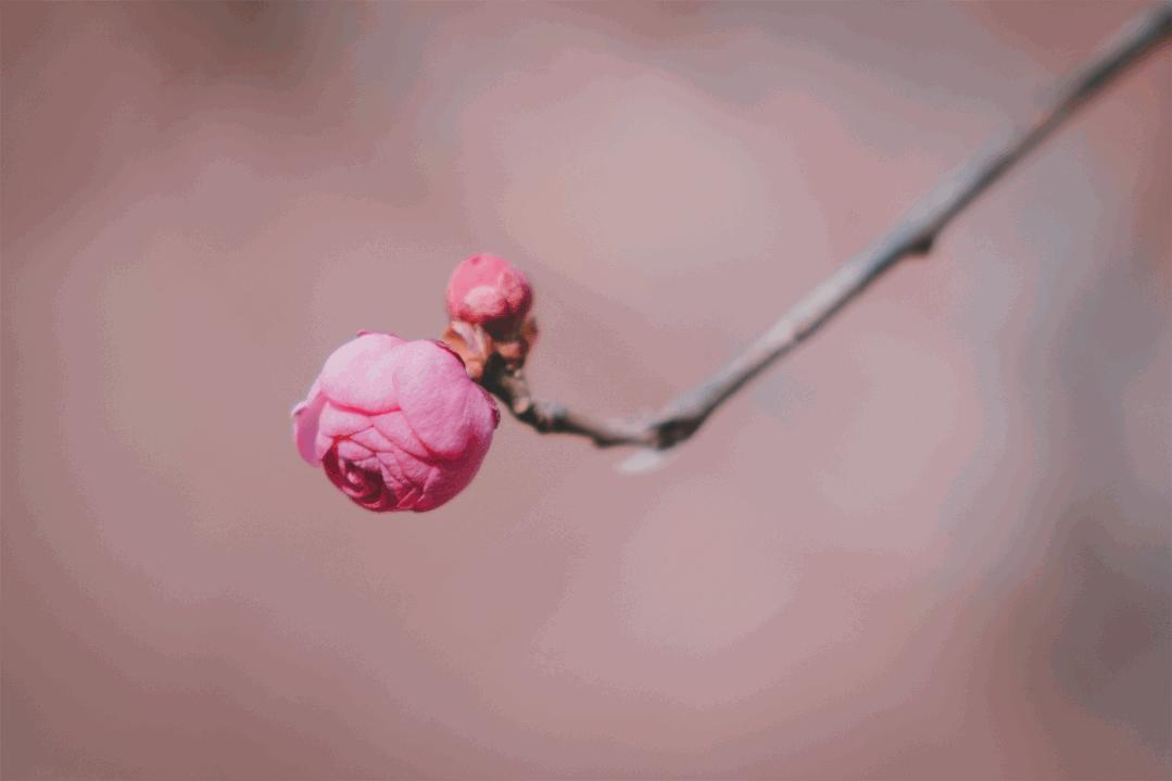 常熟旅游团春节,常熟旅游2日游