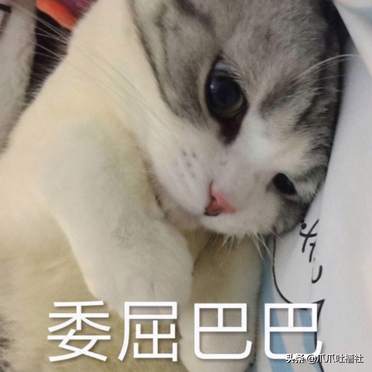 猫咪得了糖尿病，怎么办？给它喝点“糖盐水”