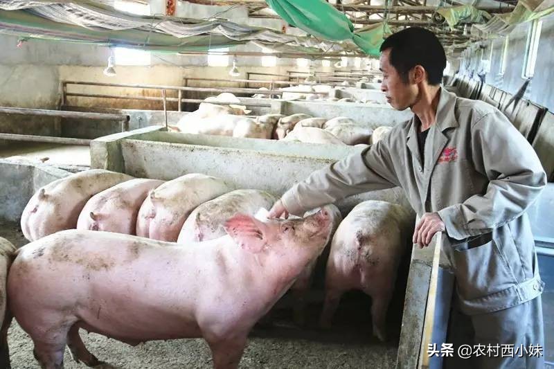 针对母猪产后“三联症”这里有妙招