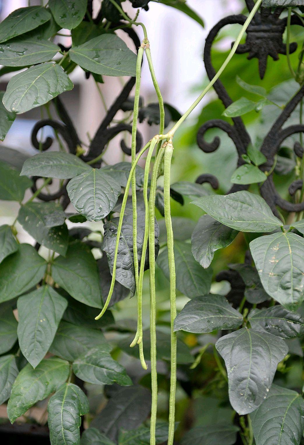 用豆角做水饺馅最好吃的做法,手工豆角水饺制作