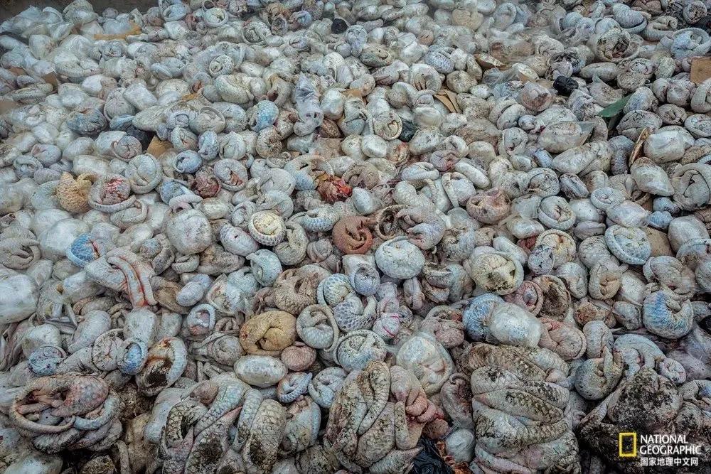 终于！药典除名穿山甲