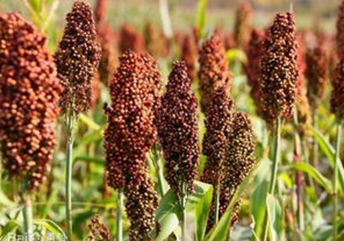 高粱高产高效栽培技术有哪些,高粱的种植田间管理和病虫害防治