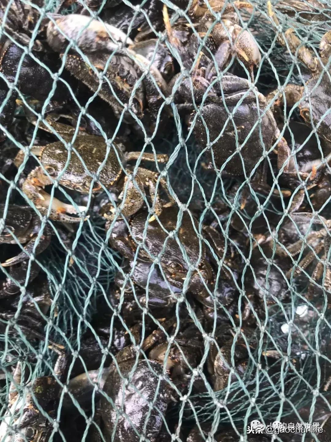 大草龟和小草龟谁好养,变异草龟和草龟的区别