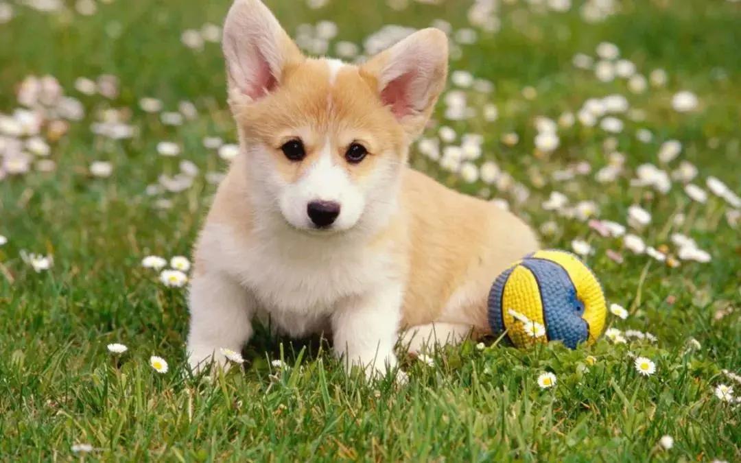 郫都区国庆游玩推荐,11月郫都周边游