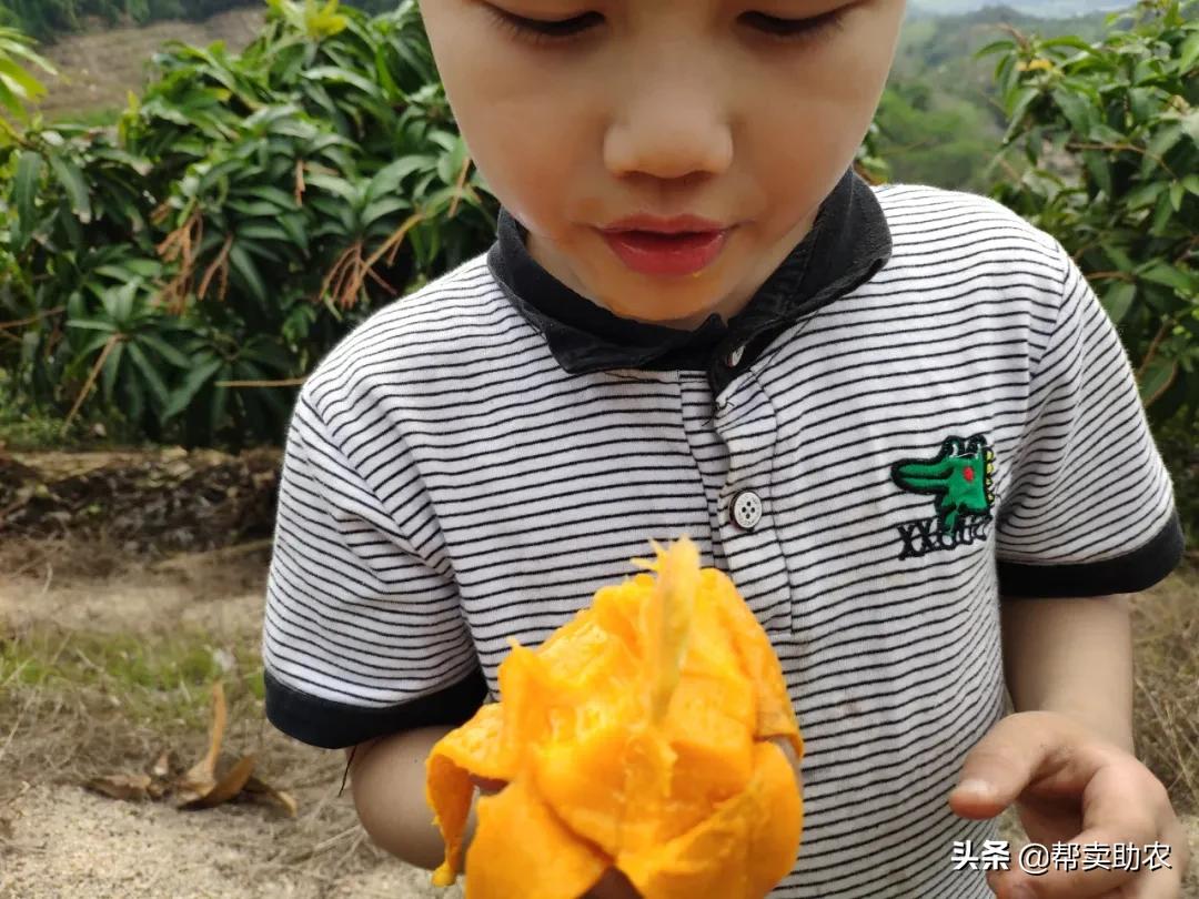 小台芒香甜滑嫩甜而不腻,台芒香甜多汁2.5斤