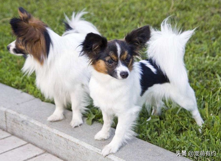 蝴蝶犬有黑白色吗,蝴蝶犬有折耳的吗