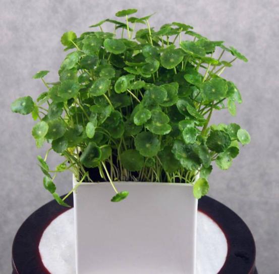 背阴的室内适合种什么,客厅朝阴适合养什么