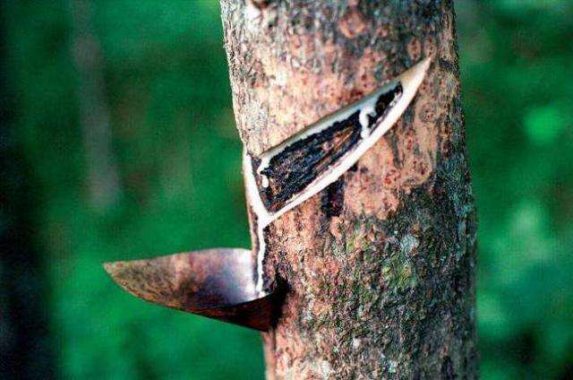 植物有哪些保护自己生存的绝招,植物遇到危险如何防御